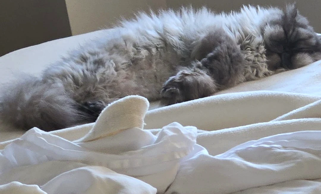 Charlotte resting on white bedding in a real pet-loving home