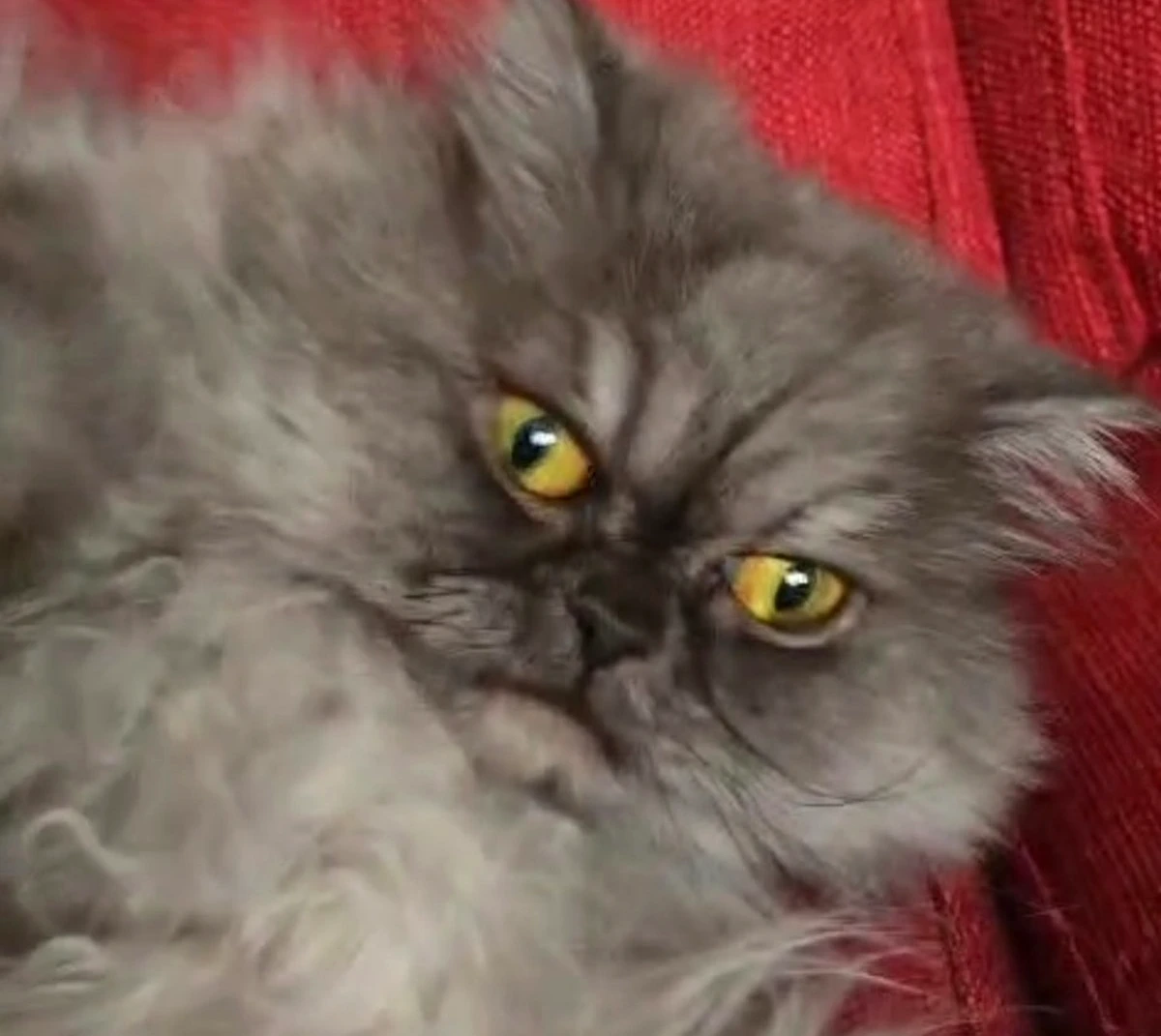 Charlotte, the real cat behind Mejulia