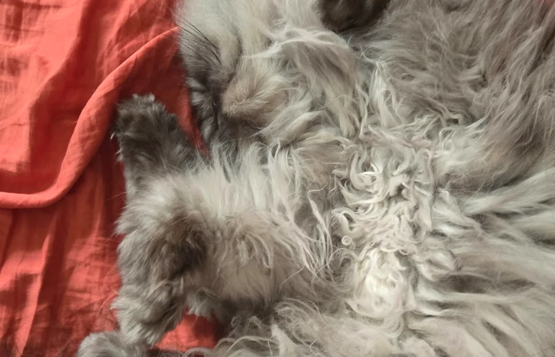 Charlotte on a red sofa in a real pet-loving home