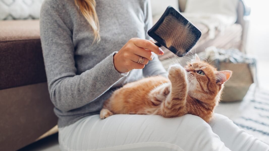 Cat on couch showing a common pet hair cleaning routine problem