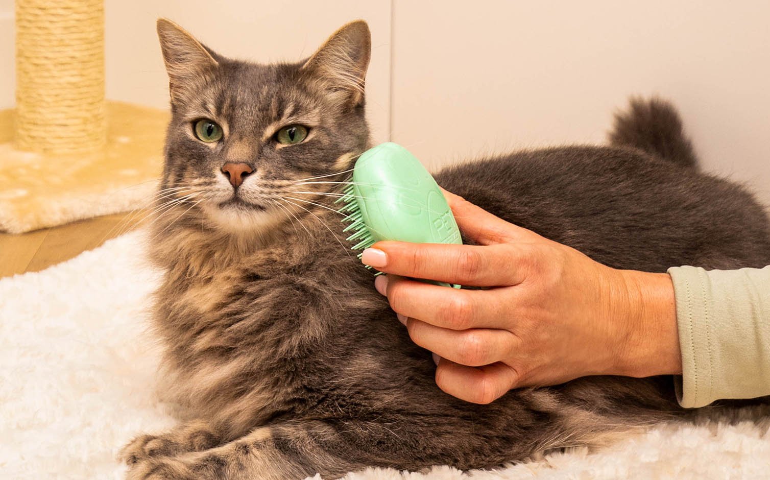 Cat in small apartment showing pet hair cleaning routine for small spaces