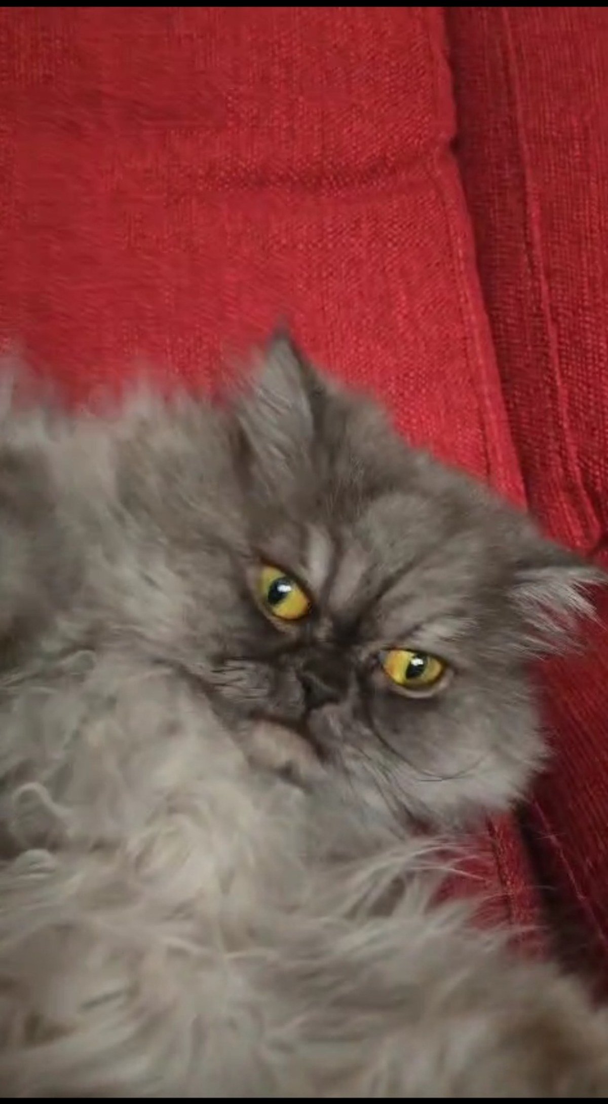 Charlotte the cat, the inspiration behind Mejulia pet-home essentials