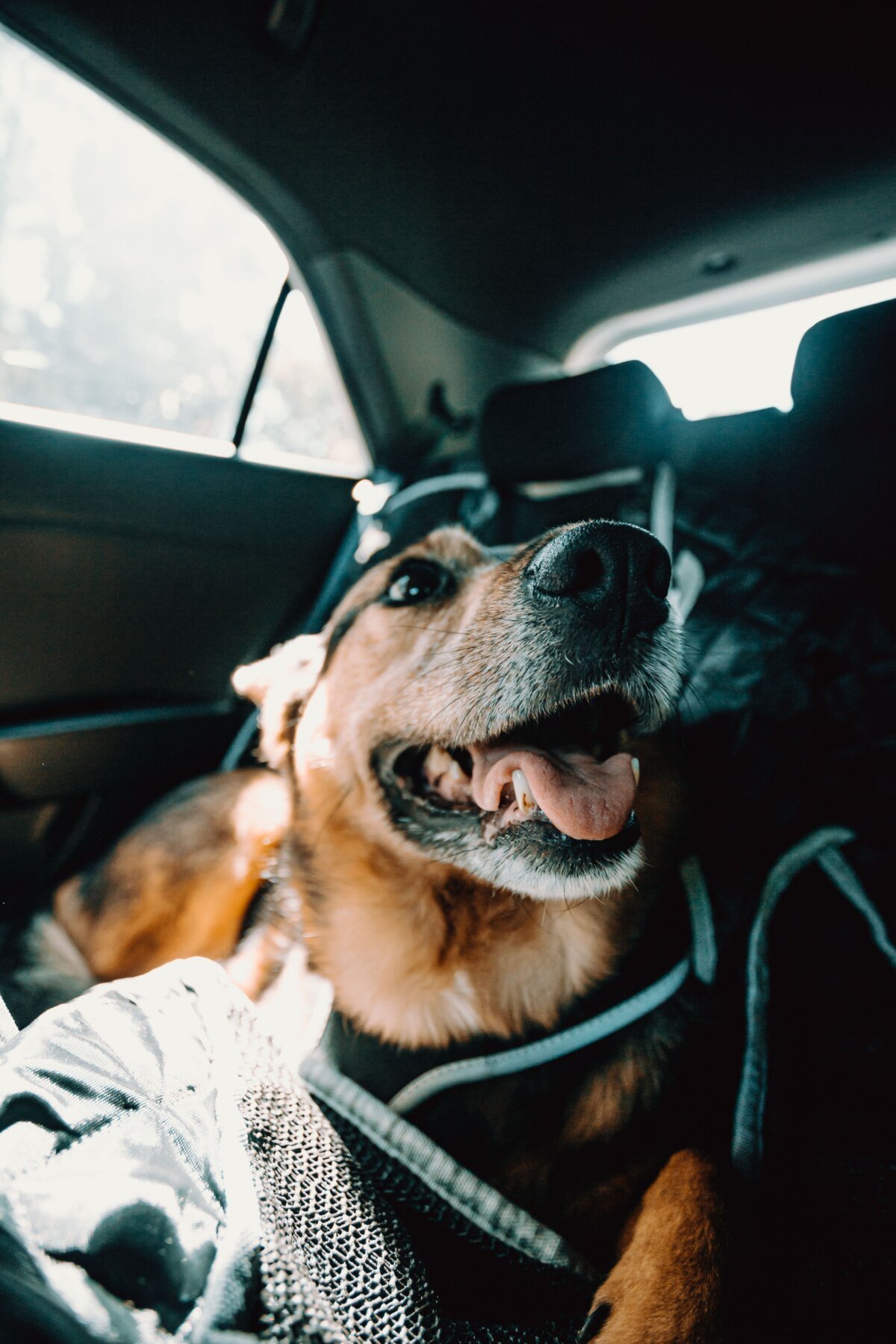 Dog in car showing how to keep the car clean when traveling with pets
