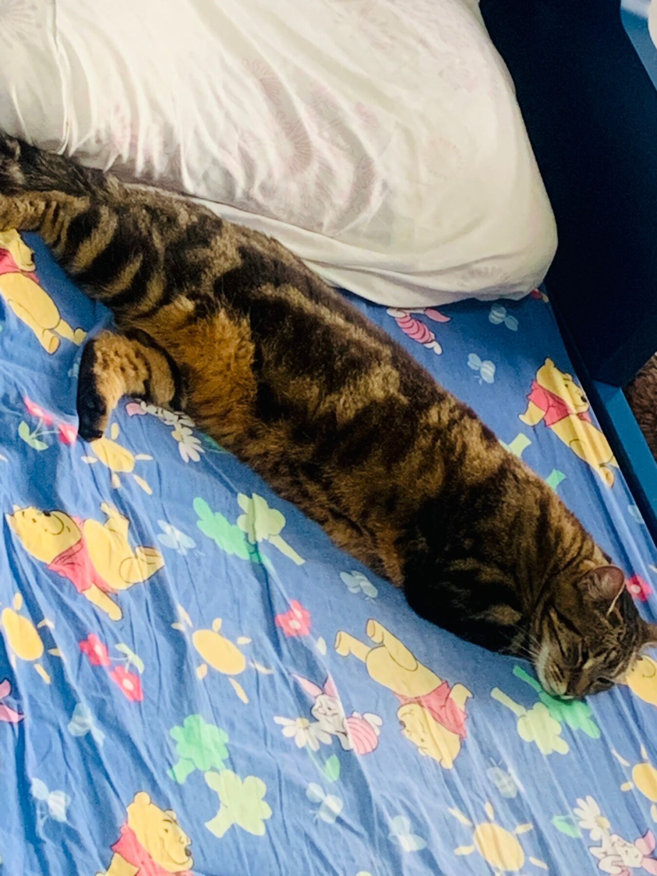 pet hair on bedding with clean sheets and a pet at home