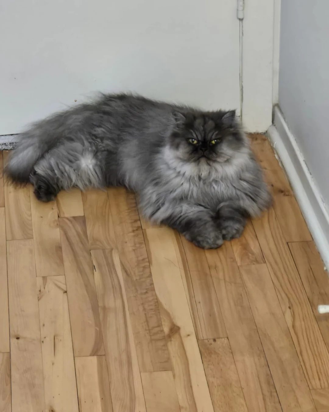 Charlotte, the gray Persian cat behind Mejulia, relaxing at home
