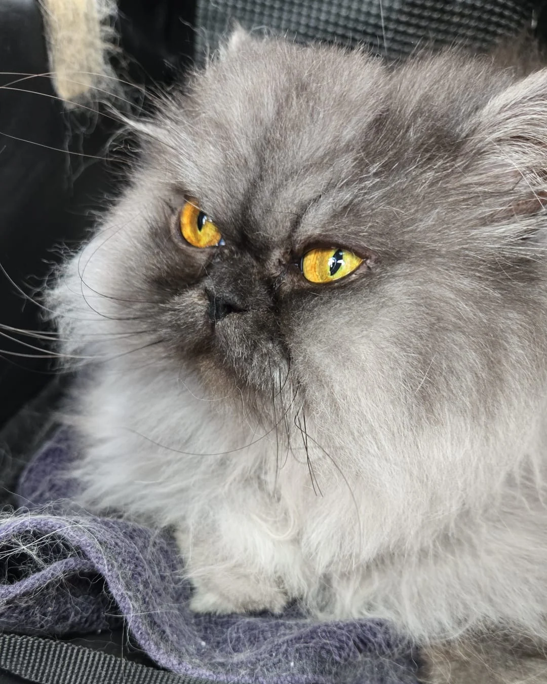 Charlotte relaxing at home, the real cat behind Mejulia